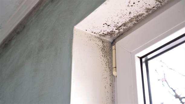 Best Mold Testing and Inspection Services in Silver Lake, FL