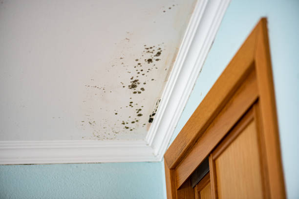 Best Crawl Space Mold Remediation in Silver Lake, FL